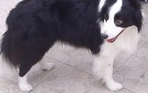 边境牧羊犬|边境牧羊犬患上髌骨脱位的原因和医治方法