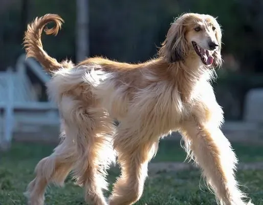 阿富汗猎犬又名什么 阿富汗猎犬又名喀布尔犬 | 阿富汗猎犬