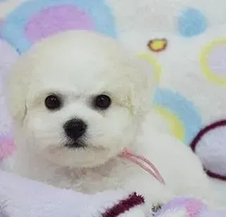 比熊犬|步入老年的比熊犬需要哪些喂养方法