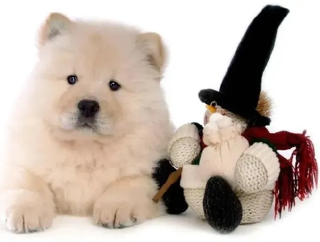 松狮犬|环境清洁——巧用技巧清理松狮犬的毛屑