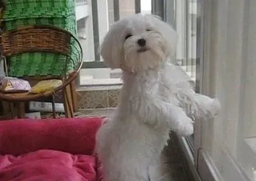 马尔济斯|最详尽的选购常识 怎样给马尔济斯犬选择合适的衣物