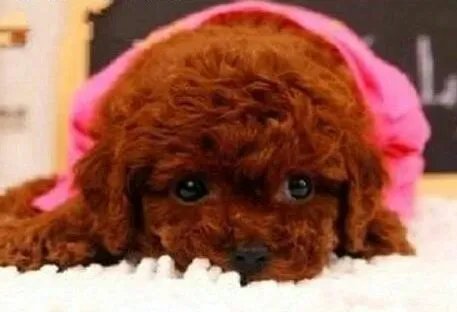 贵宾犬|高贵的贵宾犬也需要对它进行排泄训练