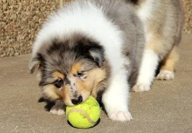 苏格兰牧羊犬|苏格兰牧羊犬多长时间洗一次澡