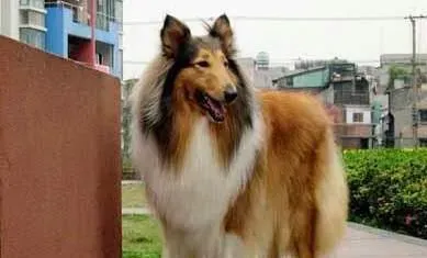 苏格兰牧羊犬做节育 感染生殖系统疾病降低 | 苏格兰牧羊犬