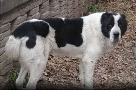 中亚牧羊犬|中亚牧羊犬过敏掉毛，原来是饲料惹的祸