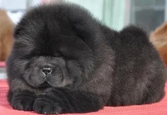 松狮犬|刚买回来的松狮犬拉果冻状便便带血是怎么回事