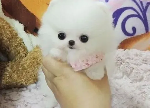 博美犬|哪些粗心的护理会导致博美犬出现消化不良