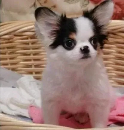 蝴蝶犬|蝴蝶犬肠胃不好拉稀带血该怎么治疗