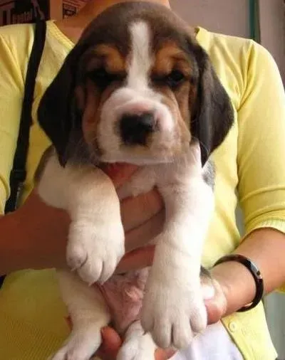 比格犬|怎样才能与比格犬建立起深厚的感情