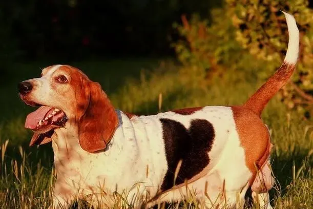 巴吉度猎犬掉毛吗 季节掉毛状况会特别严重 | 巴吉度猎犬