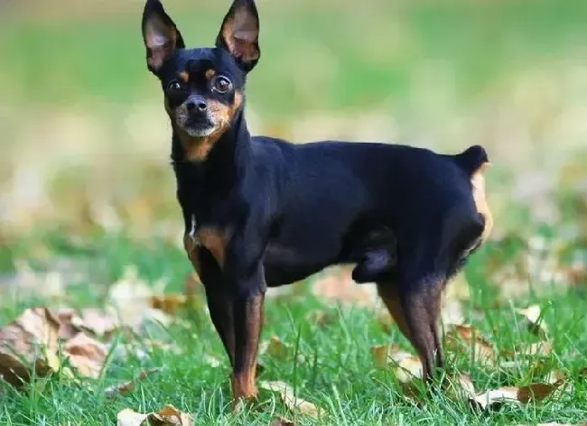 杜宾犬|杜宾犬的基本洗浴以及吹干的方法