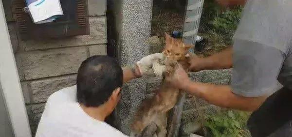 小猫翘家卡石缝内 屋主超佛心同意拆墙救猫 | 猫