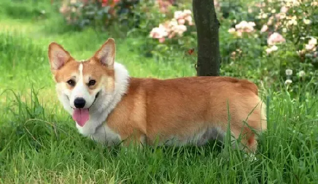 柯基犬|高温考验 柯基犬中暑的症状及抢救措施