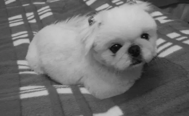京巴狗|怎样治疗京巴犬出现乳房炎的症状