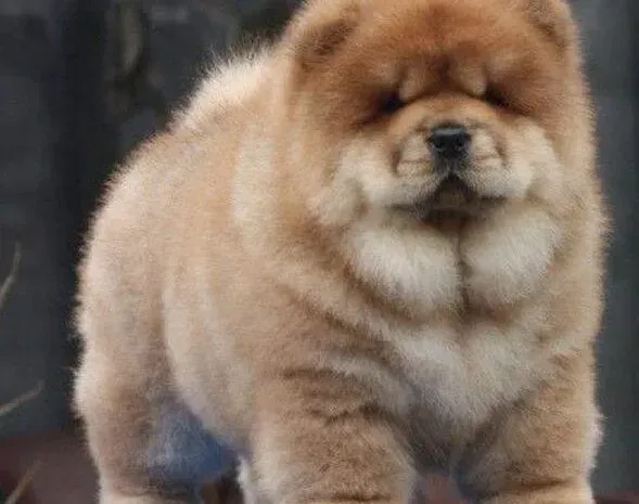 松狮犬|面对半夜吠叫的松狮犬应该怎么办