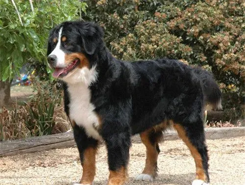 伯恩山犬如何饲养 不要随意添加一些食品或是肉罐 | 伯恩山犬