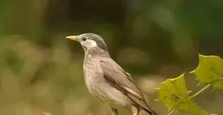 灰椋鸟怎么养 灰椋鸟饲养需要注意的事项 | 鸟