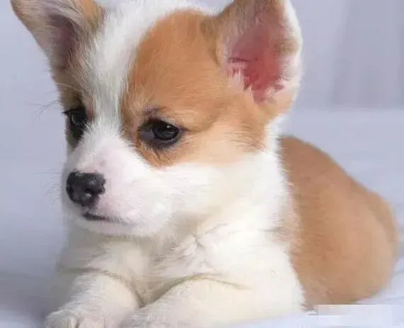 柯基犬|如何对柯基犬进行身体的全方位检查