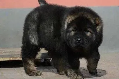 高加索犬|高加索犬口吐黄色的液体如何是好