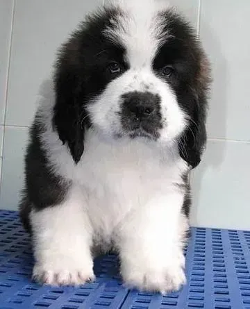 圣伯纳犬|睡觉是让圣伯纳犬长寿的秘诀