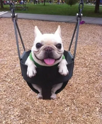 英国斗牛犬|饲养斗牛犬一定要知道的常识