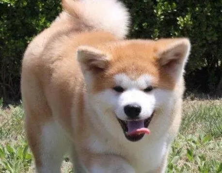 秋田犬|生活帮手  如何给秋田犬正确的带上狗绳