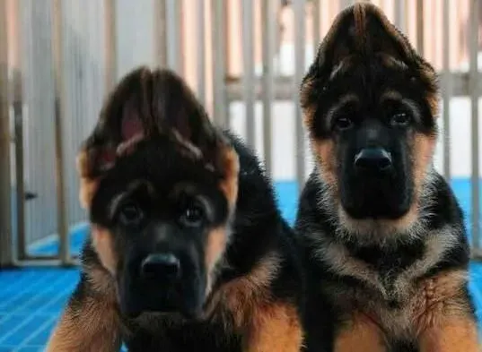 德国牧羊犬|怎样预防和驱除德国牧羊犬身上的寄生虫