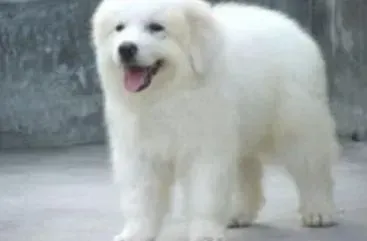 大白熊犬|大白熊犬的身体是否可以消化糖