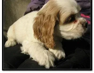可卡犬|哪些食物会对可卡犬的健康带来威胁