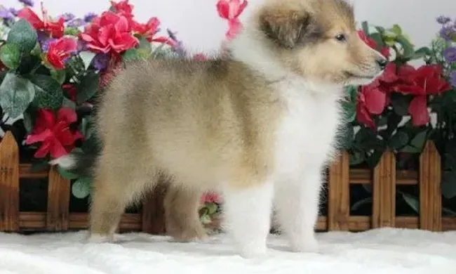 苏格兰牧羊犬|苏格兰牧羊犬嘴下面长了一个疙瘩是什么毛病