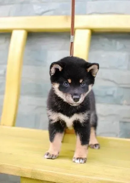 柴犬|柴犬胆子很小，如何才能提高它的胆量