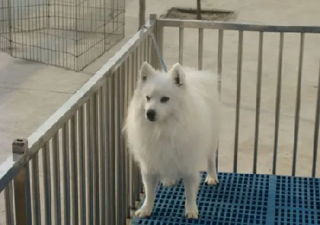 银狐犬|家庭护理 怎样预防银狐犬出现感冒的症状