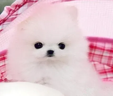 博美犬|博美犬怀孕一个月越来越胖了如何是好