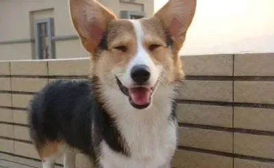 如何养柯基犬 饮食上尤为重要 | 柯基犬