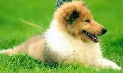 苏格兰牧羊犬|苏格兰牧羊犬总是喜欢东抓西挠怎么办
