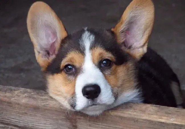 柯基犬|别让体臭影响柯基犬的心情
