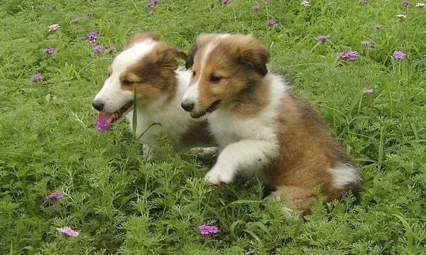 喜乐蒂|绝对不提倡对喜乐蒂犬过分溺爱