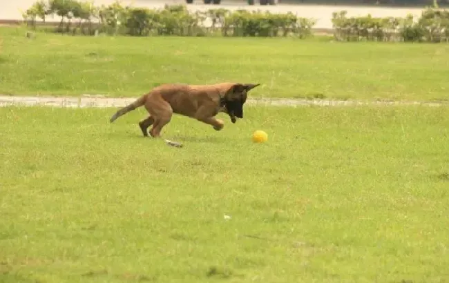 马犬|马犬脖子上起了一个大包不吃饭怎么办