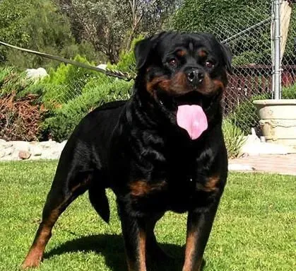 罗威纳犬不能吃什么 罗威纳犬喂养注意事项 | 罗威纳犬