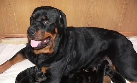 罗威纳犬不能吃什么 罗威纳犬喂养注意事项 | 罗威纳犬