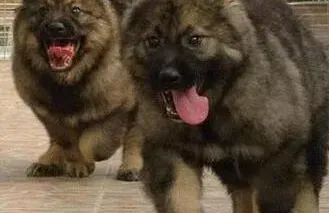 高加索犬|怎样给高加索犬一个完美的洗浴过程