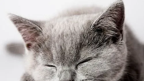 母猫发情了怎么办 交配或节育 | 猫