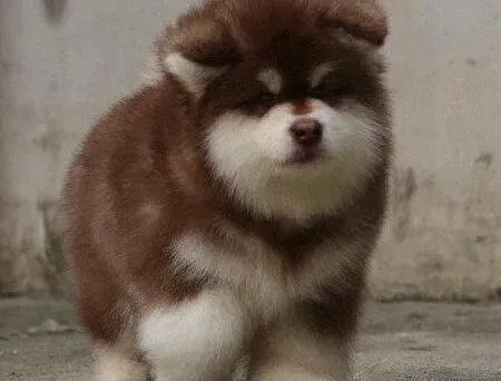 阿拉斯加犬|阿拉斯加犬患上真菌感染掉毛 急求解决办法