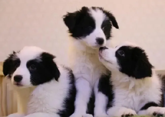 边境牧羊犬|为边境牧羊犬做绝育有好处么？有哪些情况需要注意