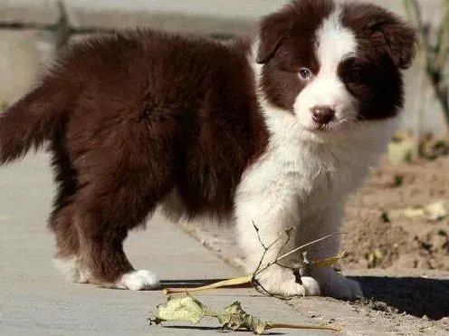 边境牧羊犬|边境牧羊犬便血还不吃东西是怎么了