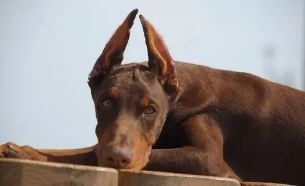 杜宾犬|杜宾犬总是不停的挠痒痒是什么皮肤病