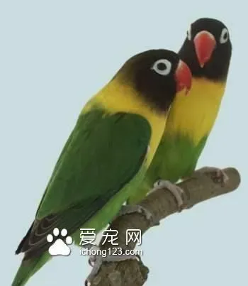 各种鹦鹉说话能力评级 鹦鹉说话能力排行 | 牡丹鹦鹉
