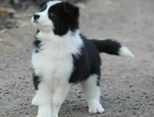 边境牧羊犬|影响边境牧羊犬食欲有哪些原因