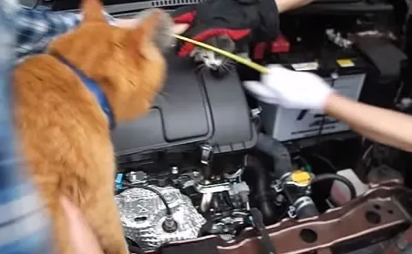 小猫误入汽车引擎取暖 幸得橘猫呼唤有惊无险 | 猫