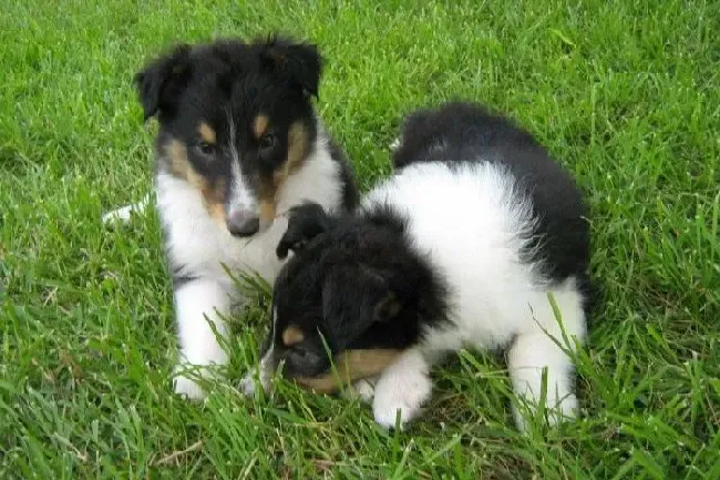 苏格兰牧羊犬|苏格兰牧羊犬发育期间应该如何护理